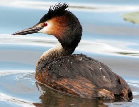 Re: Ya llegaron los cormoranes. 